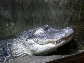 The head of a crocodile with large sharp teeth and open eyes lying in a terrarium waiting for food.