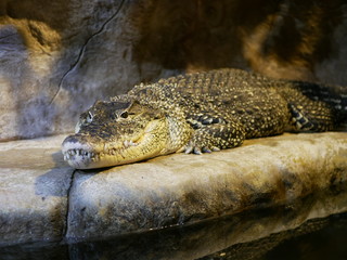 A large Nile crocodile with a closed mouth lies in a huge terrarium against a stone wall of gray-brown color.