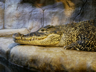 A large Nile crocodile with a closed mouth lies in a huge terrarium against a stone wall of gray-brown color.