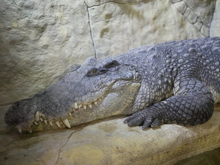 A large Nile crocodile with a closed mouth lies in a huge terrarium against a stone wall of...