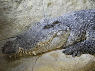 A large Nile crocodile with a closed mouth lies in a huge terrarium against a stone wall of gray-brown color.
