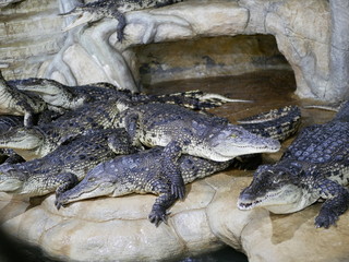 Several crocodiles with open mouths lie on top of each other in the enclosure. Reptiles with big teeth and long tails.