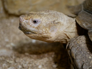 A large gray-brown turtle moves on the sand with its head up against the background of an ochre-colored stone wall.