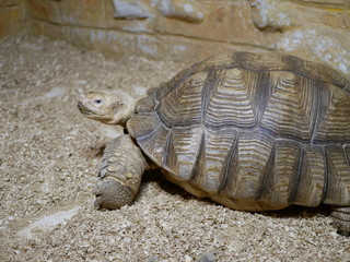Fototapeta premium A large gray-brown turtle moves on the sand with its head up against the background of an ochre-colored stone wall.