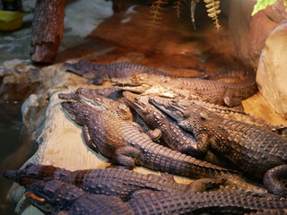 Several crocodiles with open mouths lie on top of each other in the enclosure. Reptiles with big teeth and long tails.
