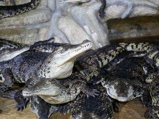 Several crocodiles with open mouths lie on top of each other in the enclosure. Reptiles with big teeth and long tails.