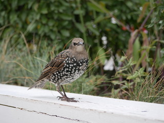 A young Starling on a white wooden railing against a background of bushes in a city Park on a Sunny summer day. Birds in the big city.