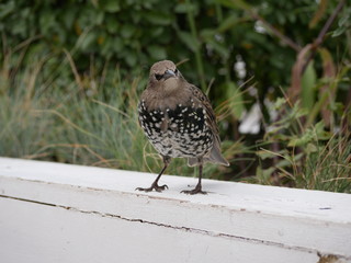A young Starling on a white wooden railing against a background of bushes in a city Park on a Sunny summer day. Birds in the big city.