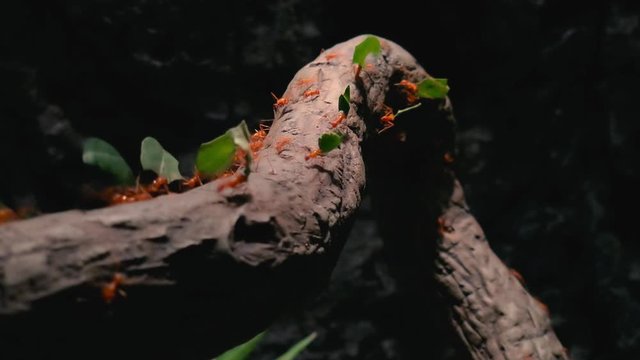 Red Leafcutter Ant Storing Leafs
