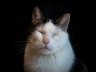 Cute black and white cat with his eyes closed, isolated on a black background