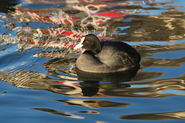 duck in water