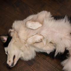 Australian Shepard Black Trio Different Poses