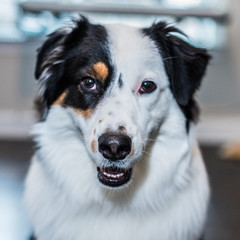 Australian Shepard Black Trio Different Poses