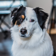 Australian Shepard Black Trio Different Poses