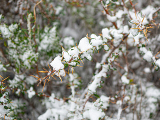 plant with thorns under snow