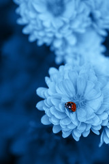 Closeup ladybug on beautiful chrysanthemum flowers. Natural banner with color of the year 2020 - Classic Blue.