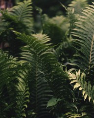 Ferns
