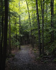 Obraz premium Forest 