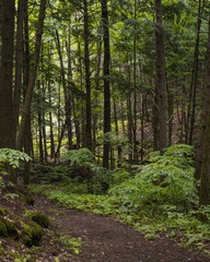 Fototapeta premium Forest