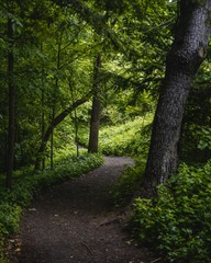 Forest Path