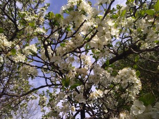 Flowering tree with white flowers