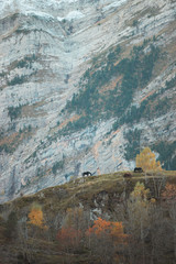 Wild horses grazing in Pyrenees National Park hills in Gavarnie