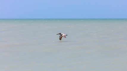 Fototapeta premium Water, blue sky and pelican, Sanibel Island, Florida, USA