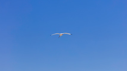 White Ibis flying against blue sky, Florida, USA