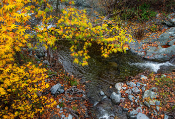 Yellow maple leaves on a tree above a river  from the beautiful countryside of cyprus.