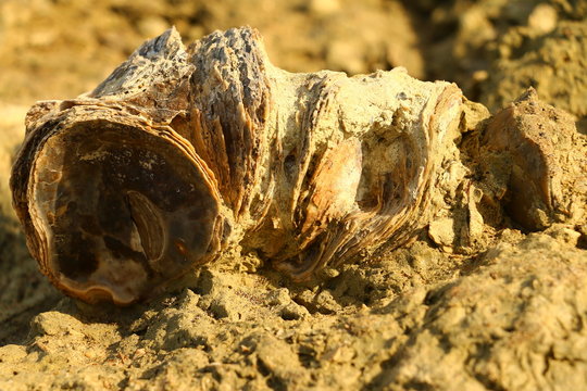 Fosiles marinos de millones de a&ntilde;os sobre la playa