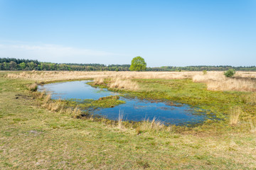 Heath of the Molenveld in Exloo, a small nature reserve in Drenthe (The Netherlands). The name Molenveld (Mill Field) is derived from the windmill that was overlooking this area in the 19th century.