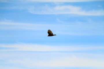 ave en vuelo sobre cielo azul