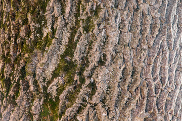 Background of natural tree bark