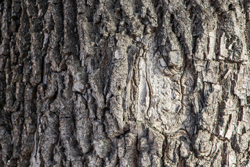 Background of natural tree bark