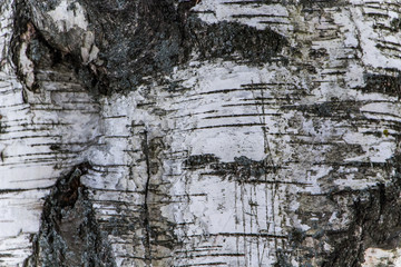 Wood texture, natural birch bark