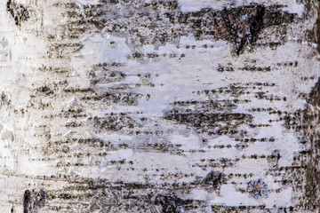 Obraz premium Struktura drewna, naturalna kora brzozy