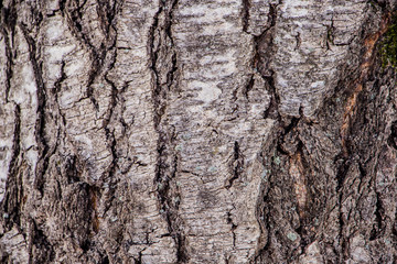 Fototapeta premium Background of natural tree bark