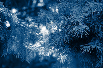 Fir branches classic blue spruce. Close up. Branches of classic blue spruce. Winter nature. Spruce needles. Fluffy Christmas tree. Classic blue christmas spruce tree. Trendy color 2020