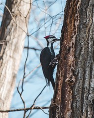 Woodpecker 