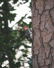Woodpecker