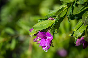 Flowers with Raindrops