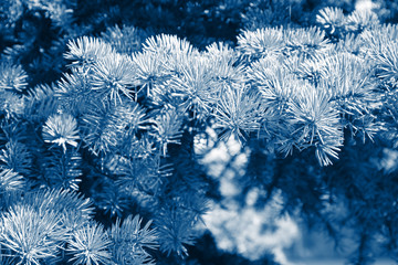 Fir branches classic blue spruce. Close up. Branches of classic blue spruce. Winter nature. Spruce needles. Fluffy Christmas tree. Classic blue christmas spruce tree.