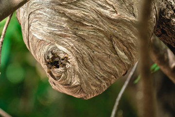 Paper Wasp Hive Zoomed Built in Backyard Tree Branch
