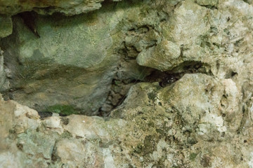 culebra