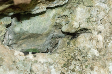 culebra