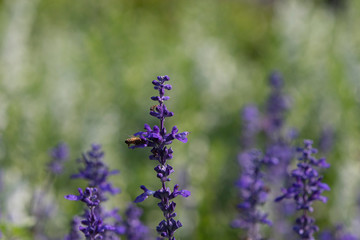 blue salvia flowers in field