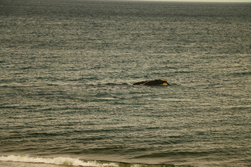 ballenas vistas desde la playa en puerto madryn, Argentina