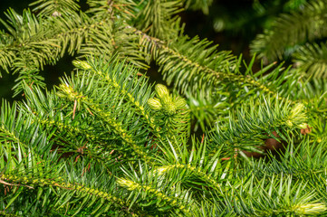 Obraz premium Spiky Conifer 