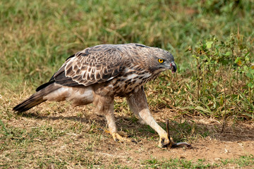 Crested Serpent Eagle (Spilornis cheela) Eating a Snake, Udawalawe National Park, Sri Lanka