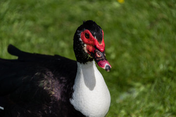 close up portait of a Muscovy duck
